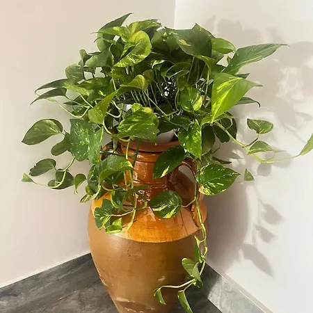 Frühstückspension Lilla 3*